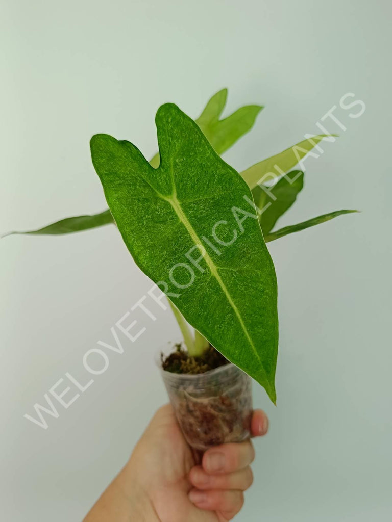 Alocasia micholitziana frydek variegata mint