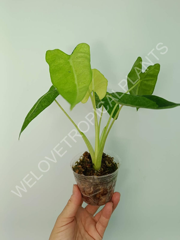 Alocasia micholitziana frydek variegata mint