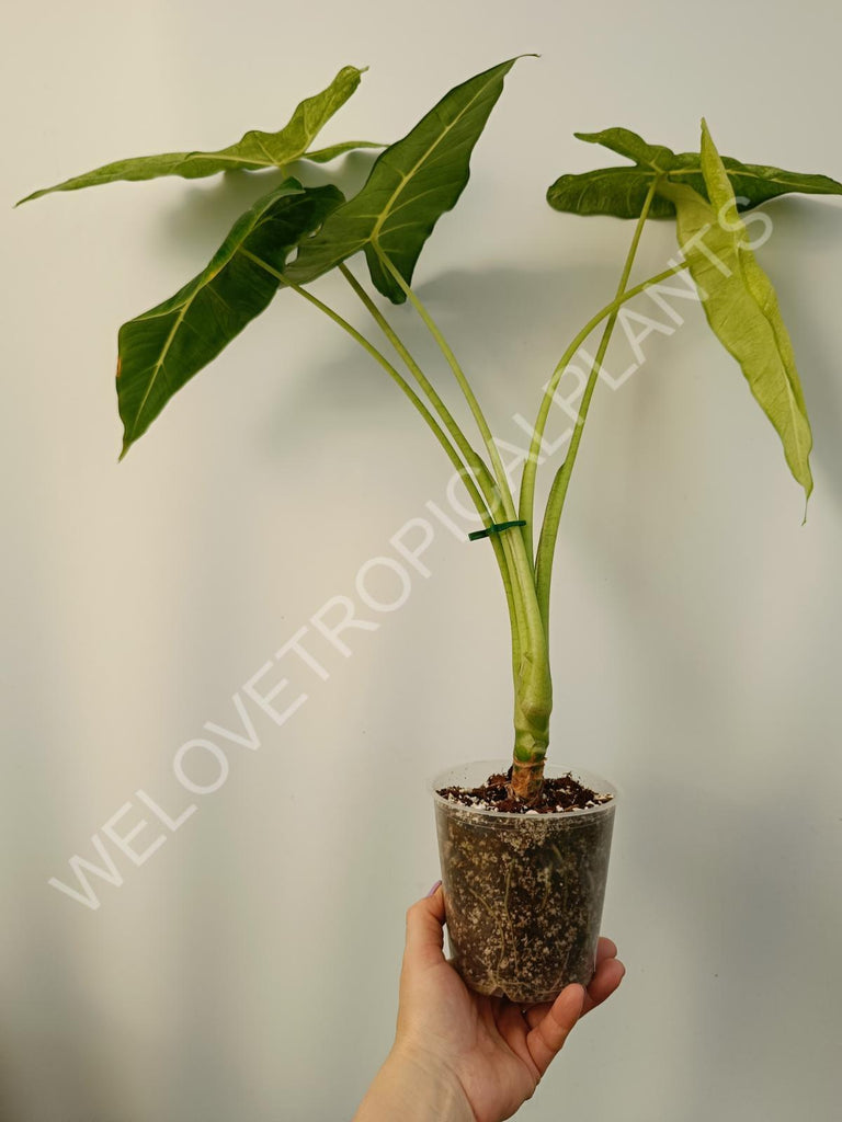 Alocasia micholitziana frydek variegata mint
