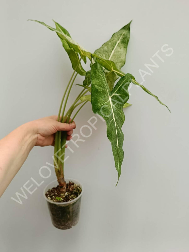 Alocasia micholitziana frydek variegata mint