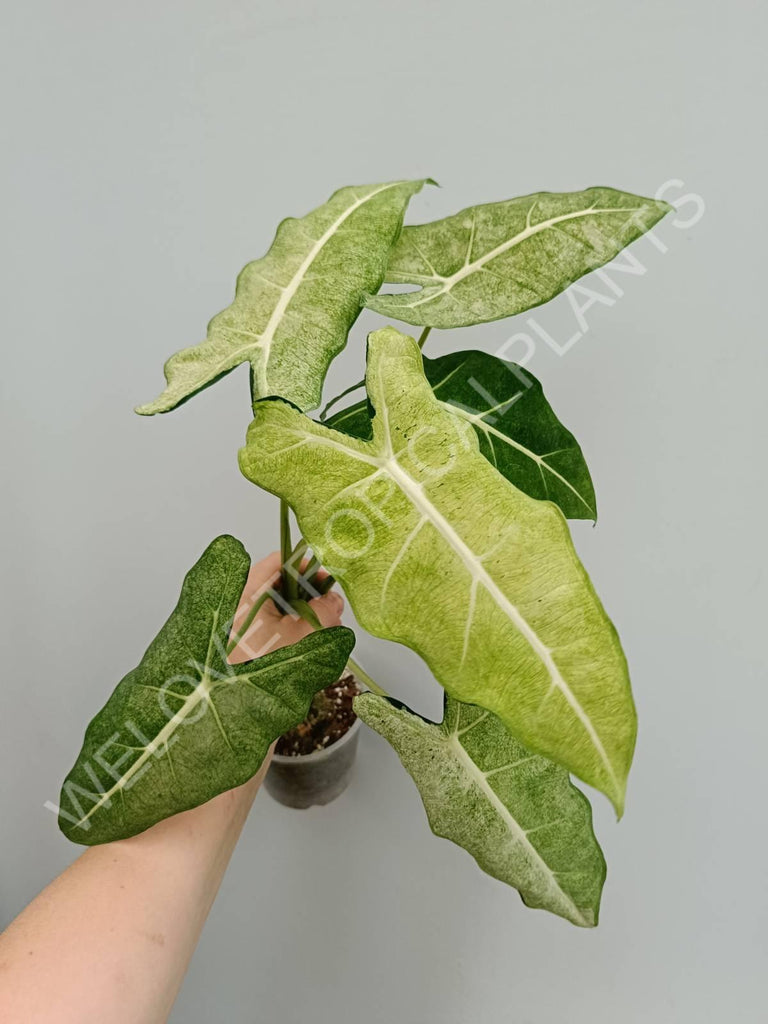 Alocasia micholitziana frydek variegata mint