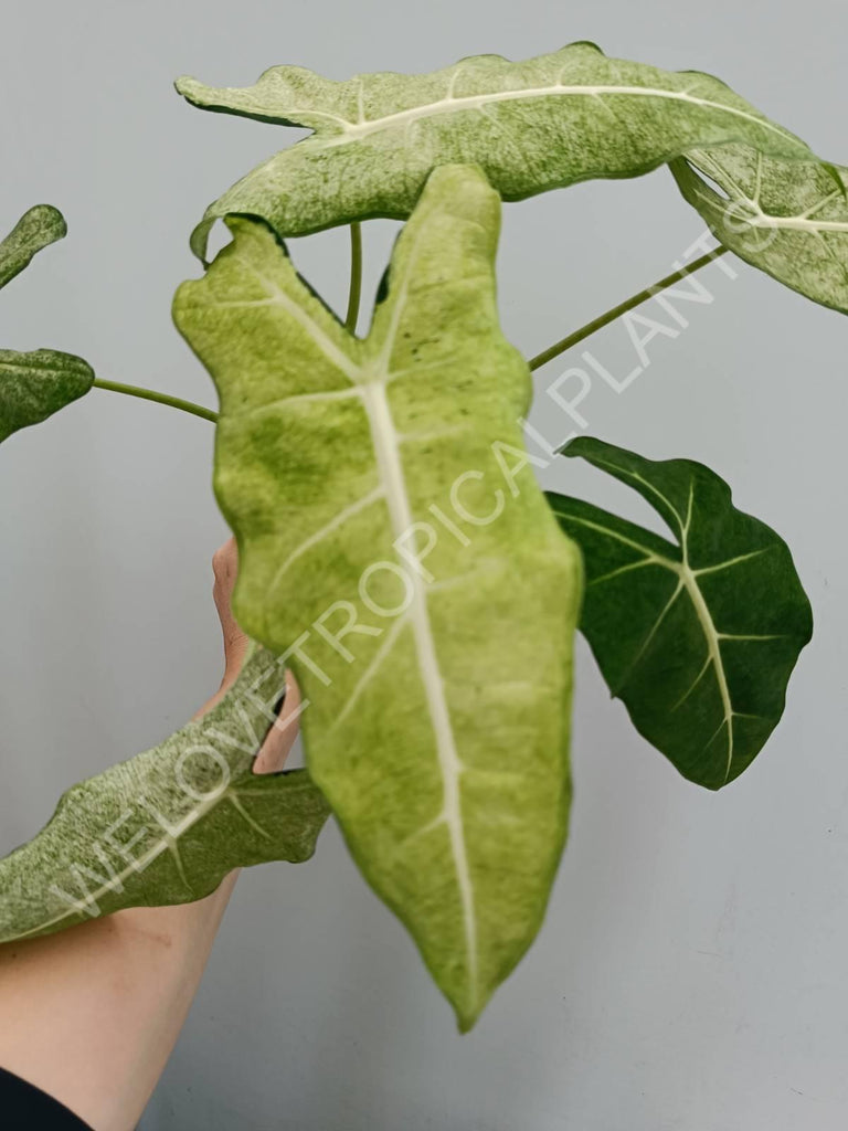 Alocasia micholitziana frydek variegata mint