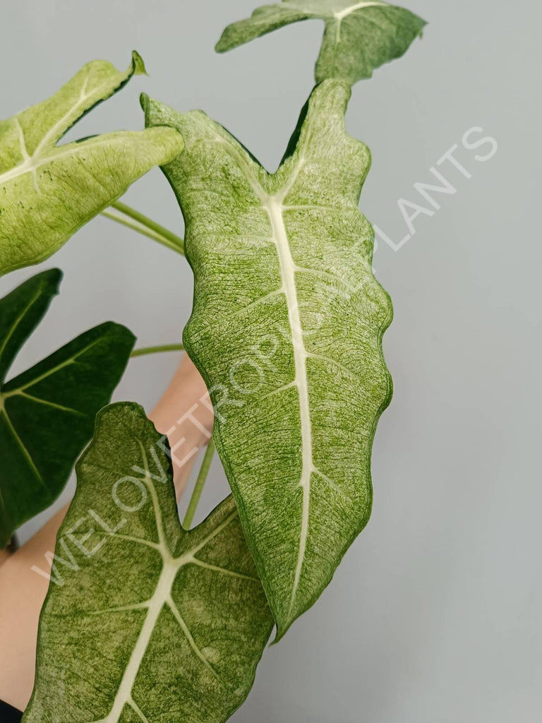 Alocasia micholitziana frydek variegata mint