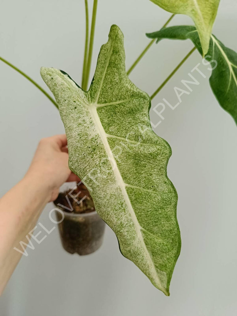 Alocasia micholitziana frydek variegata mint