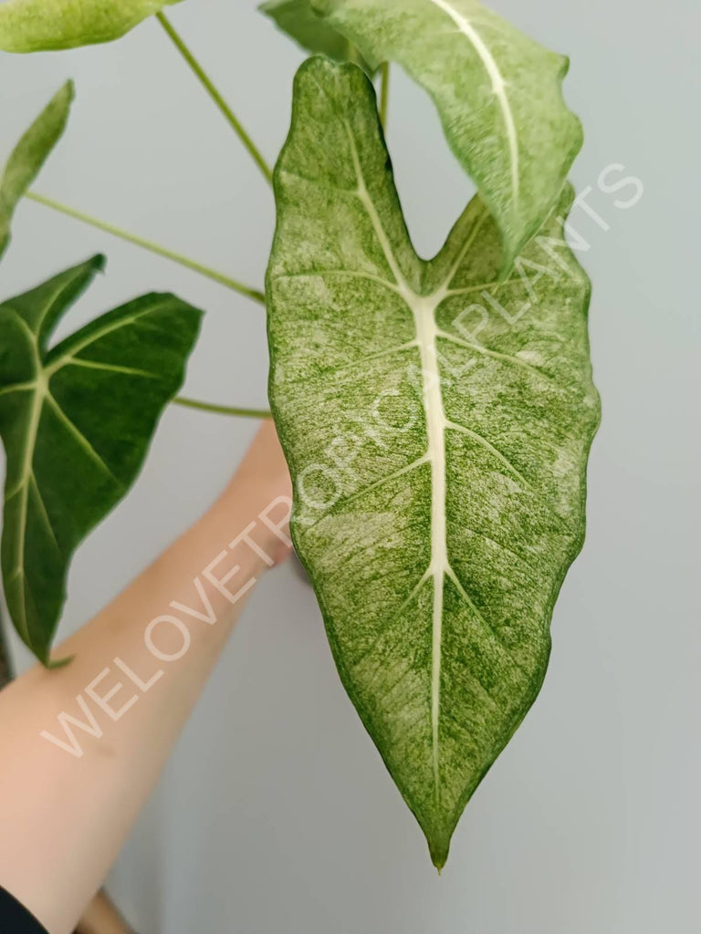 Alocasia micholitziana frydek variegata mint