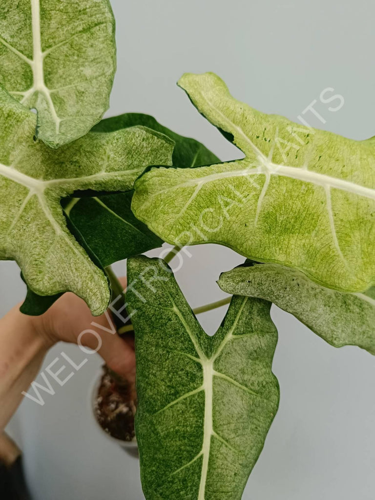 Alocasia micholitziana frydek variegata mint