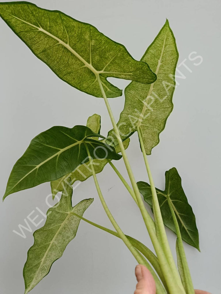 Alocasia micholitziana frydek variegata mint