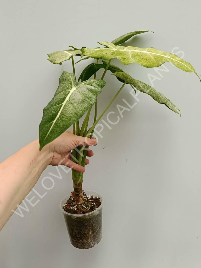 Alocasia micholitziana frydek variegata mint