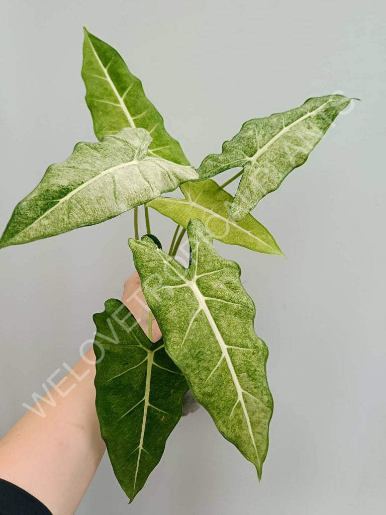 Alocasia micholitziana frydek variegata mint