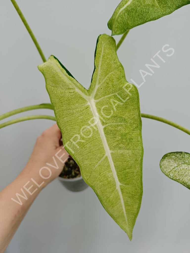 Alocasia micholitziana frydek variegata mint