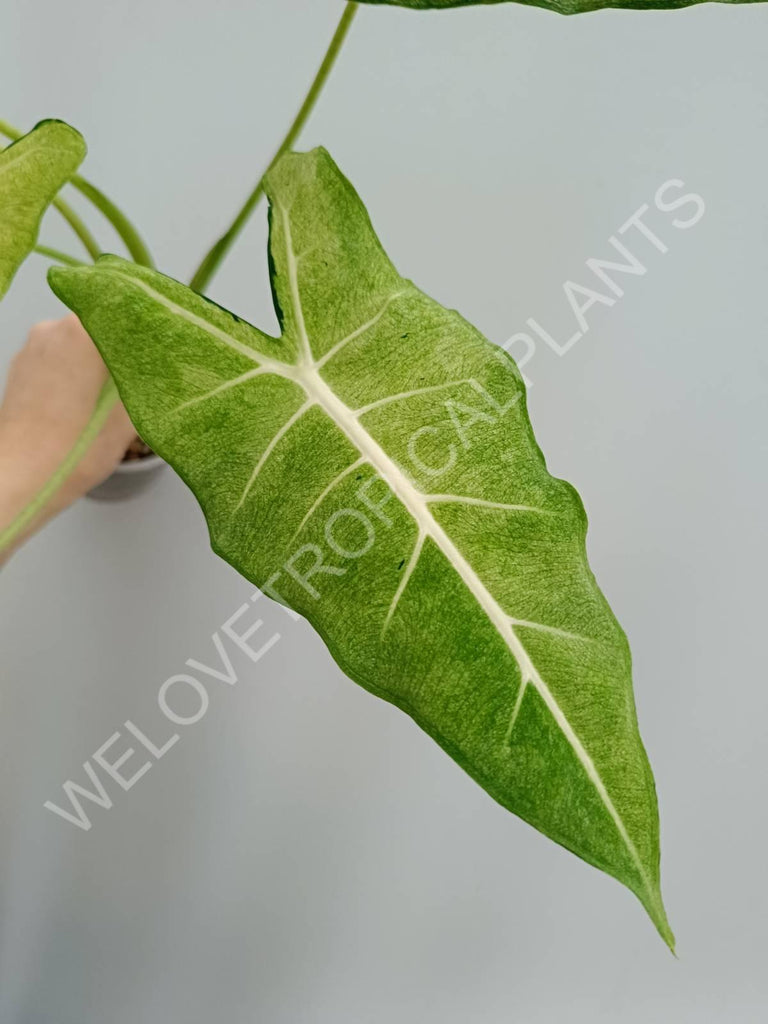 Alocasia micholitziana frydek variegata mint