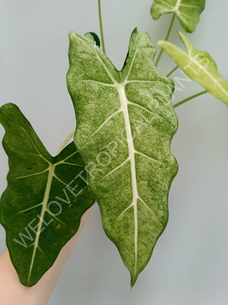 Alocasia micholitziana frydek variegata mint