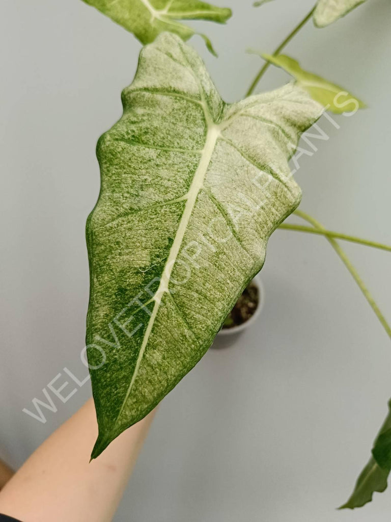 Alocasia micholitziana frydek variegata mint