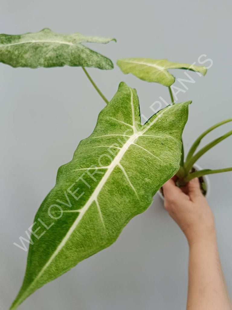 Alocasia micholitziana frydek variegata mint