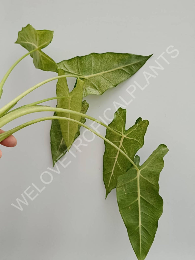 Alocasia micholitziana frydek variegata mint