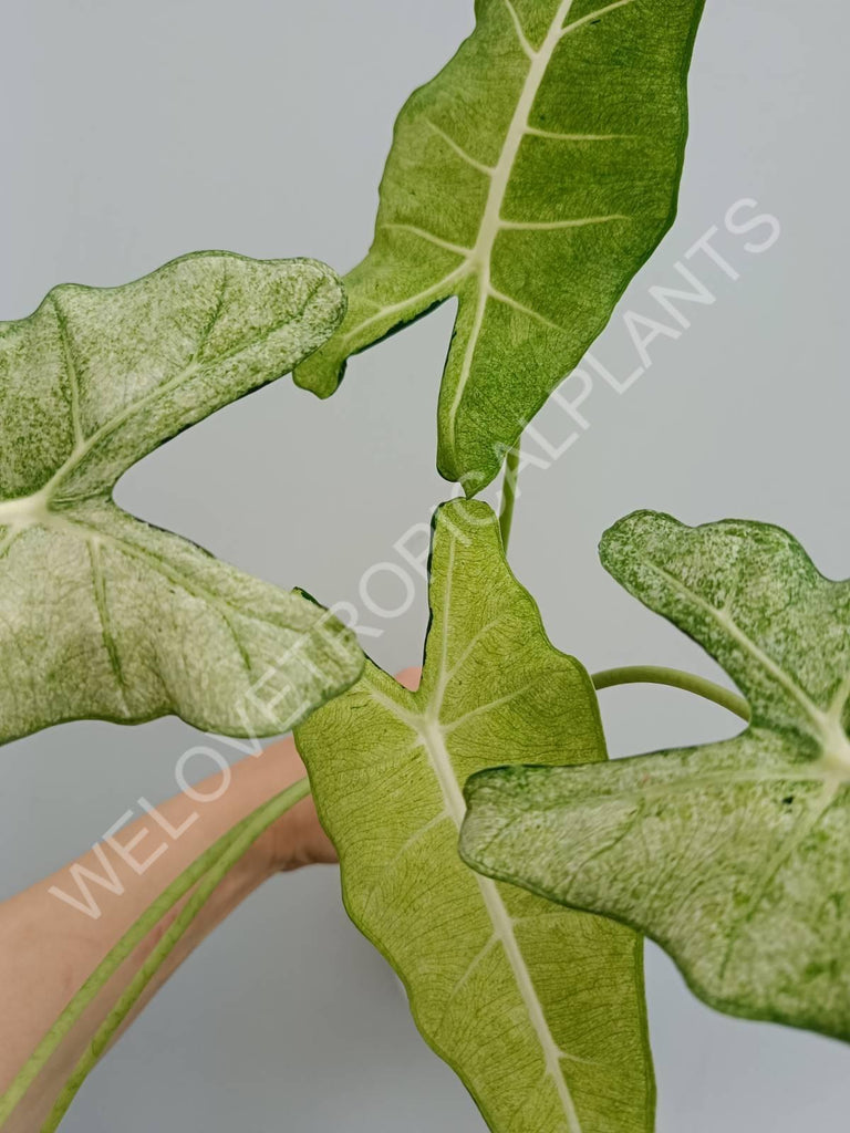 Alocasia micholitziana frydek variegata mint