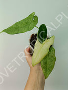 Alocasia micholitziana frydek variegata mint