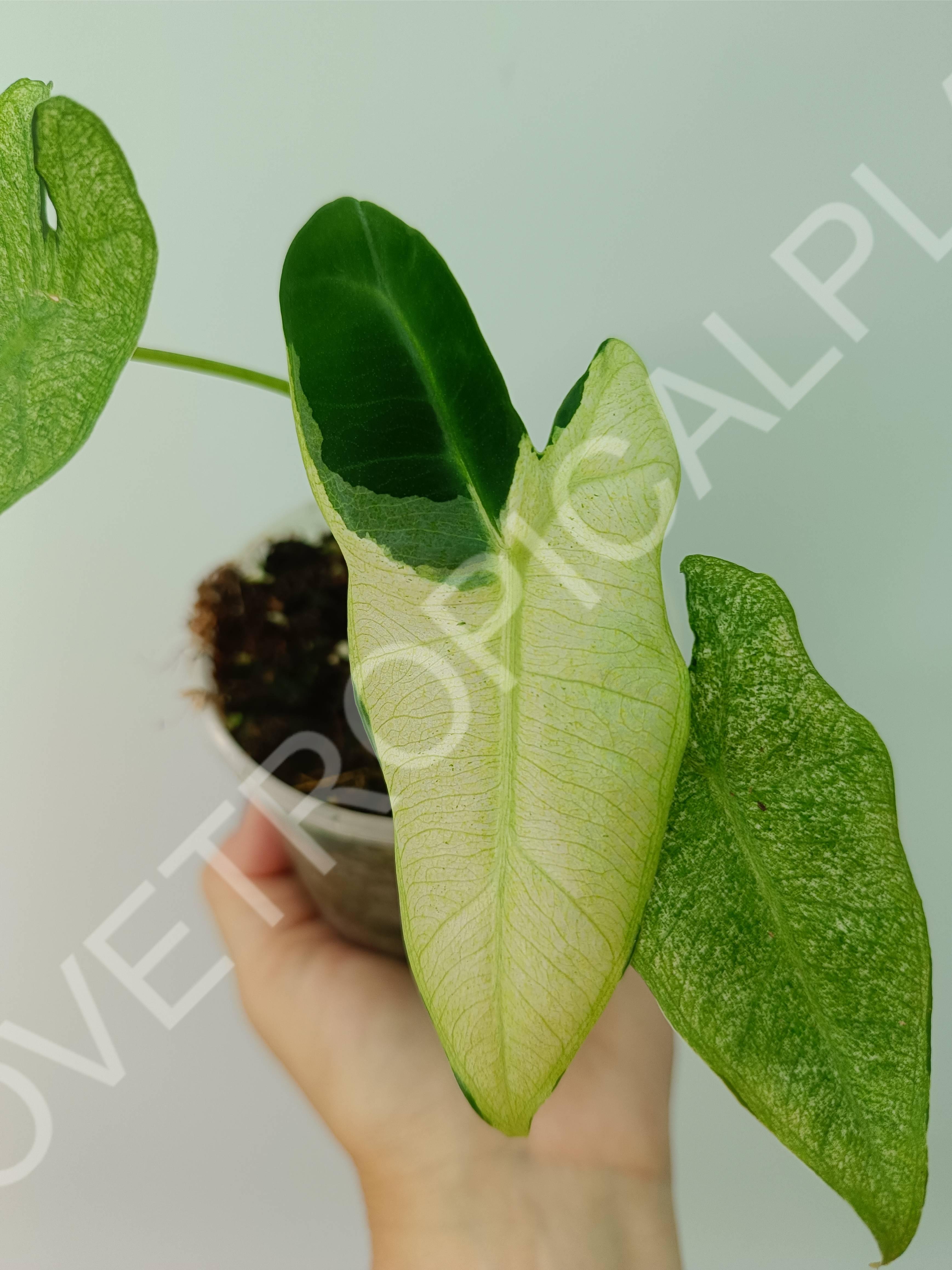 Alocasia micholitziana frydek variegata mint