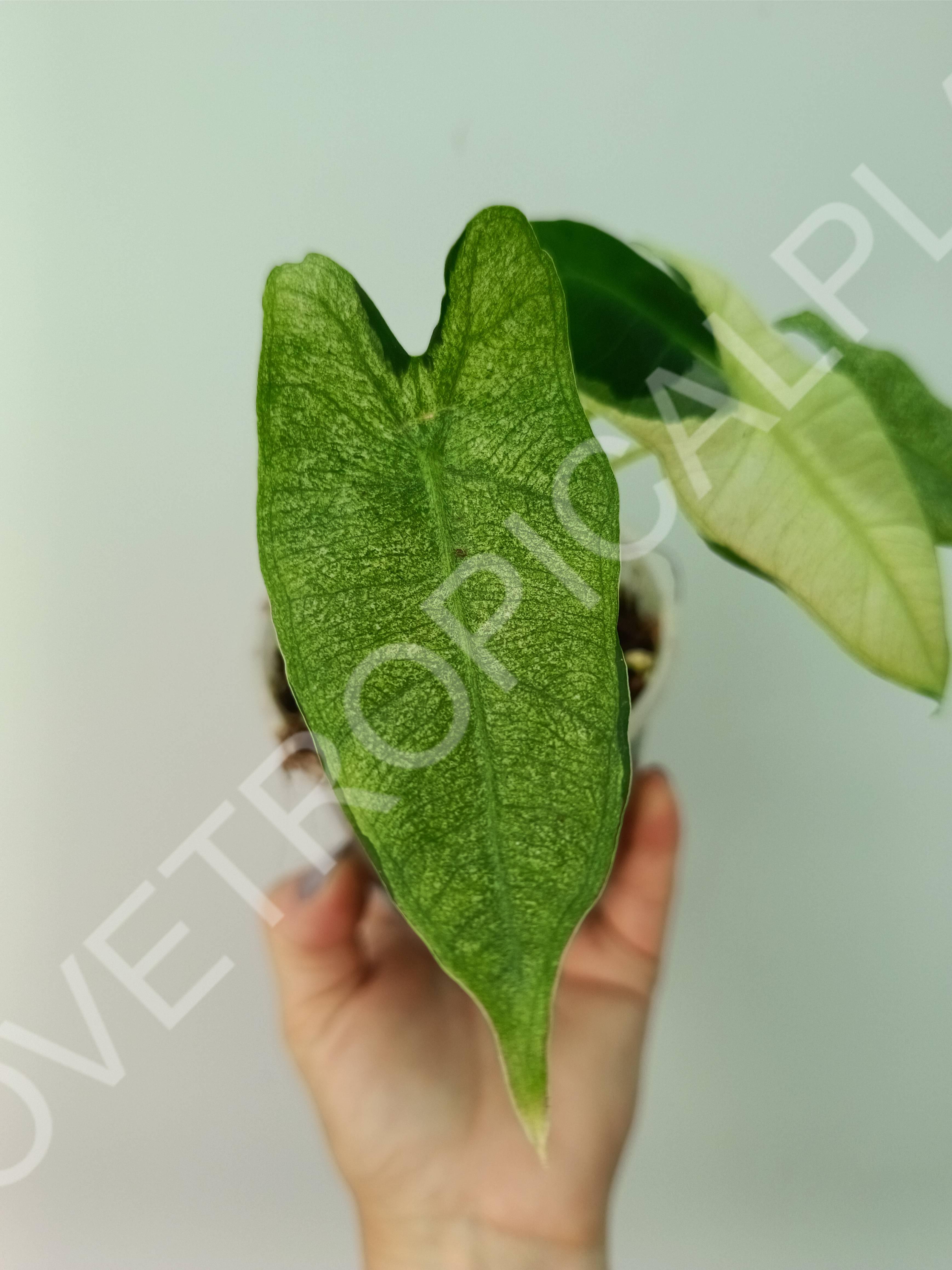 Alocasia micholitziana frydek variegata mint