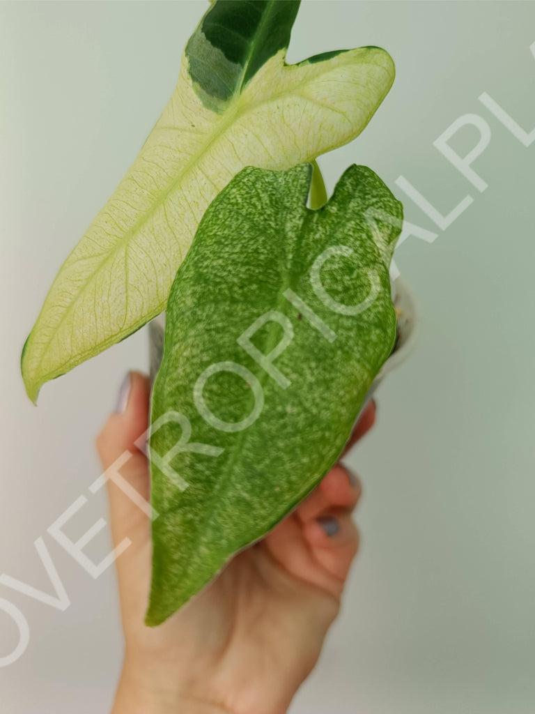 Alocasia micholitziana frydek variegata mint