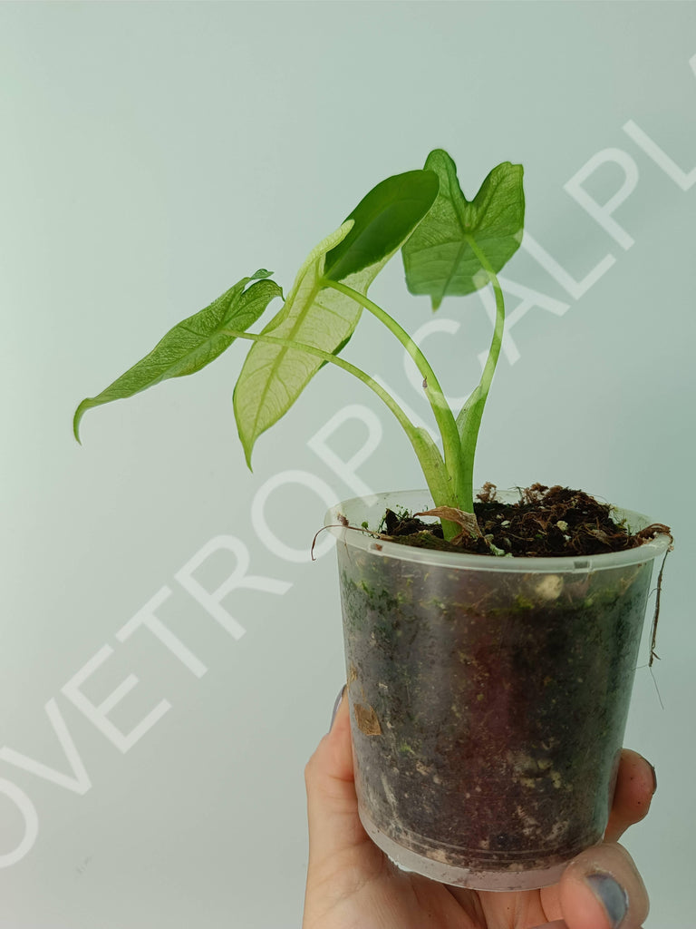 Alocasia micholitziana frydek variegata mint