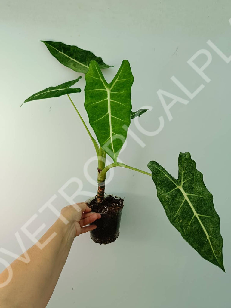 Alocasia micholitziana frydek variegata mint