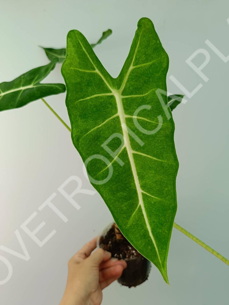 Alocasia micholitziana frydek variegata mint