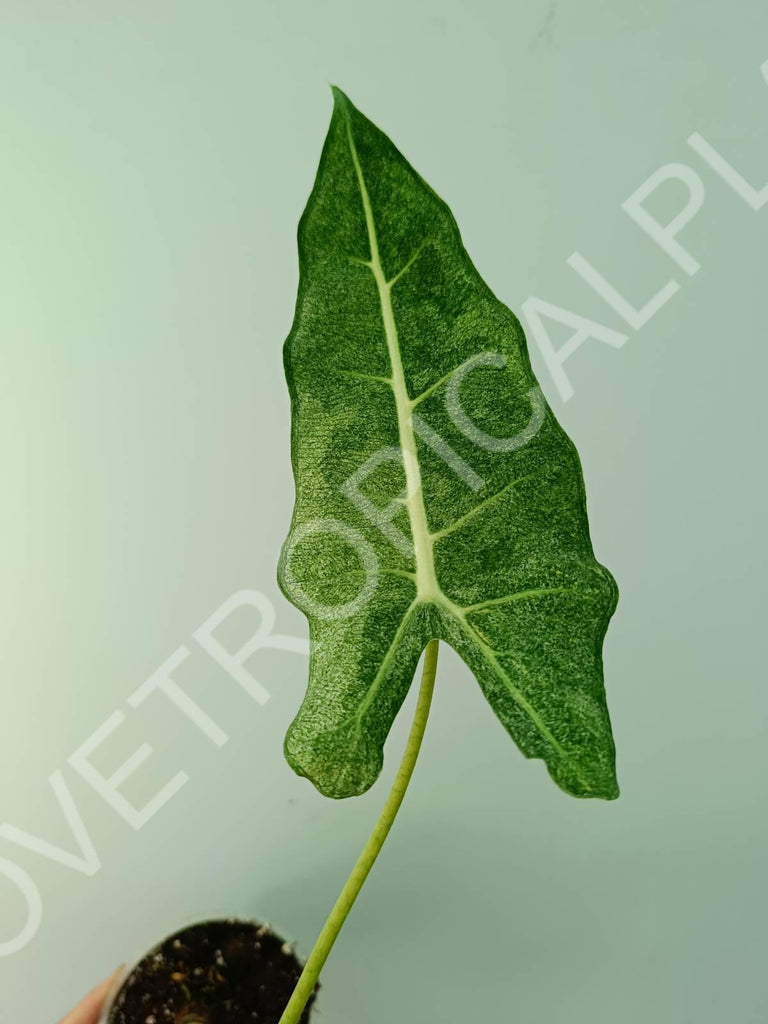 Alocasia micholitziana frydek variegata mint