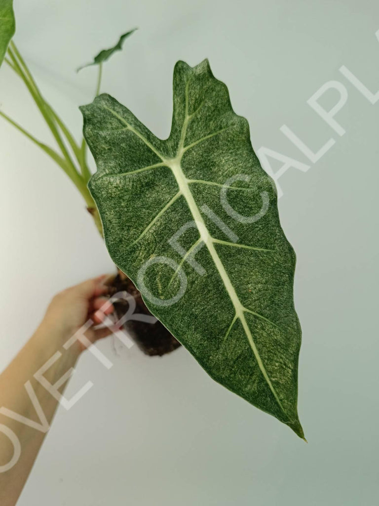 Alocasia micholitziana frydek variegata mint