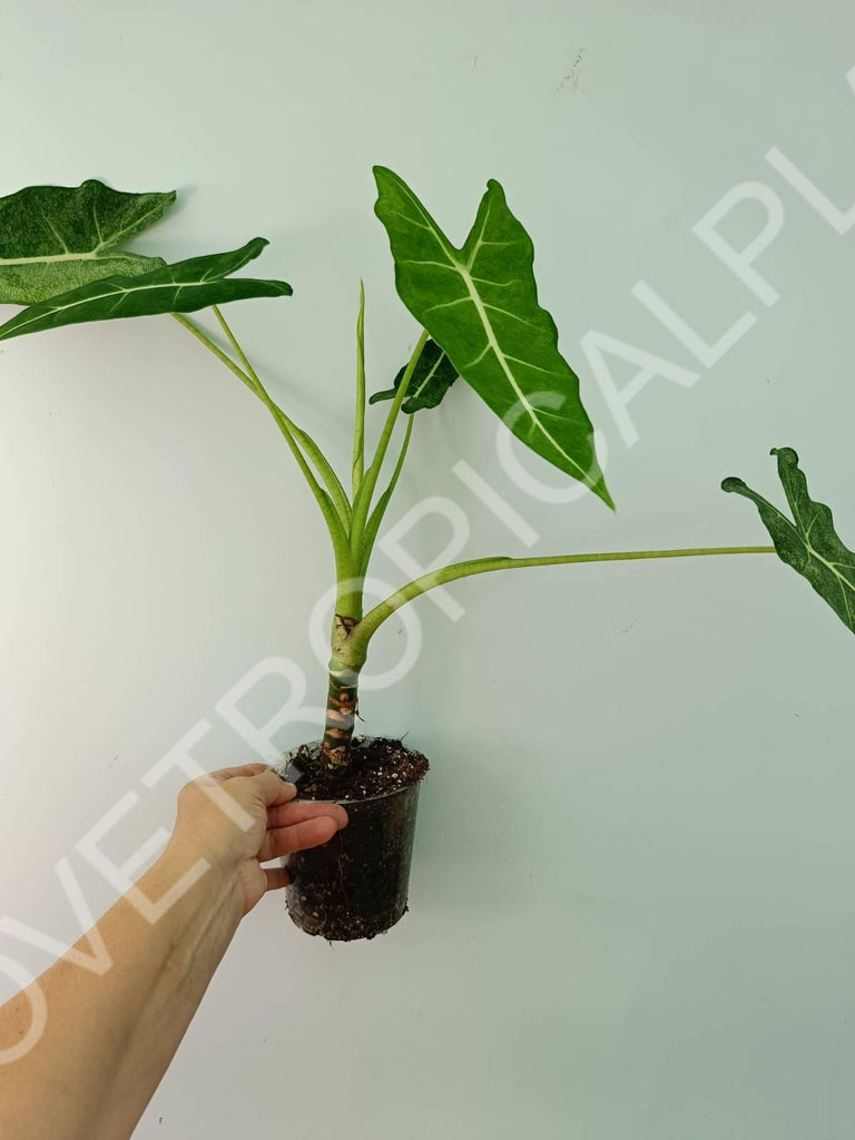 Alocasia micholitziana frydek variegata mint