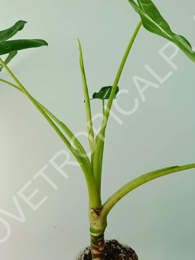 Alocasia micholitziana frydek variegata mint