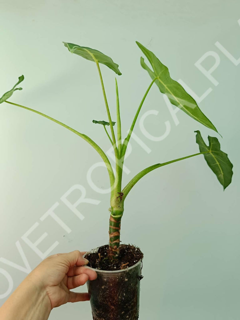 Alocasia micholitziana frydek variegata mint