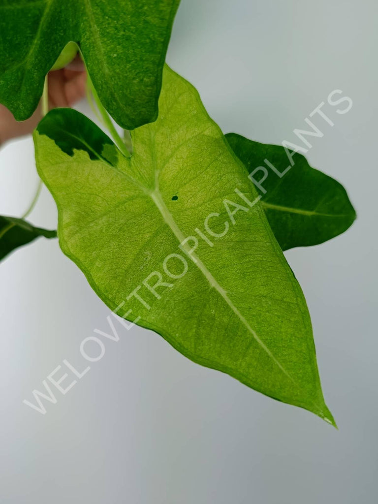 Alocasia micholitziana frydek variegata mint