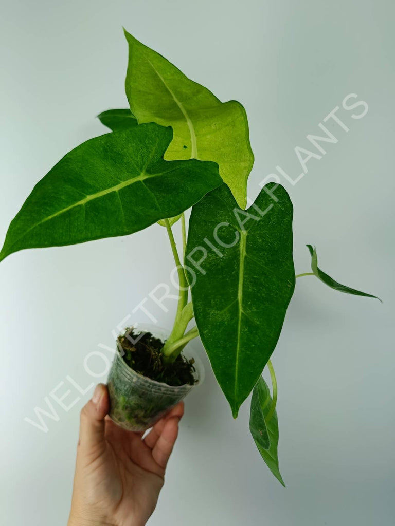 Alocasia micholitziana frydek variegata mint