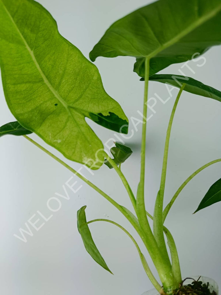 Alocasia micholitziana frydek variegata mint