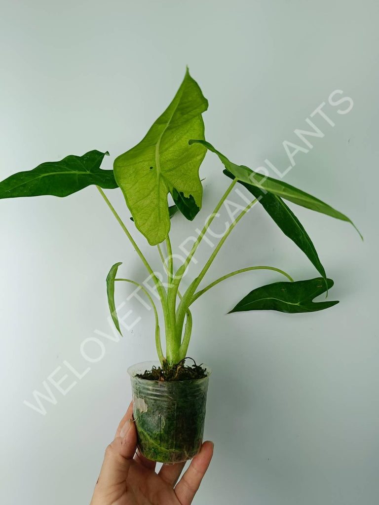 Alocasia micholitziana frydek variegata mint