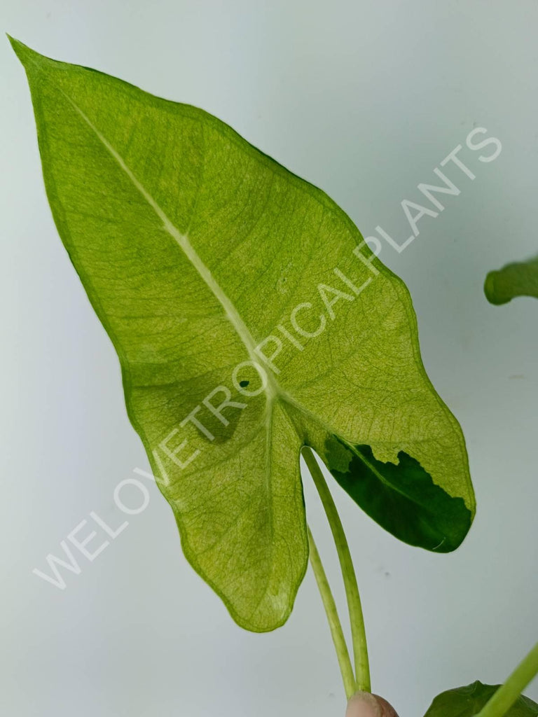 Alocasia micholitziana frydek variegata mint