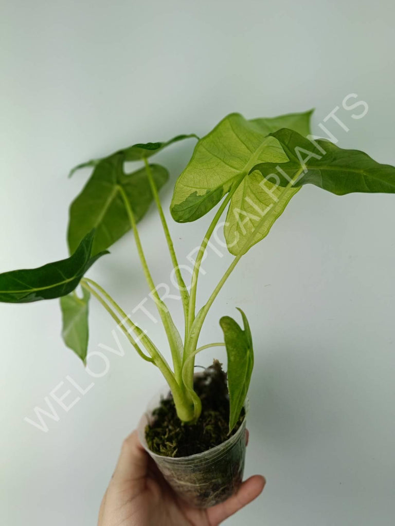 Alocasia micholitziana frydek variegata mint