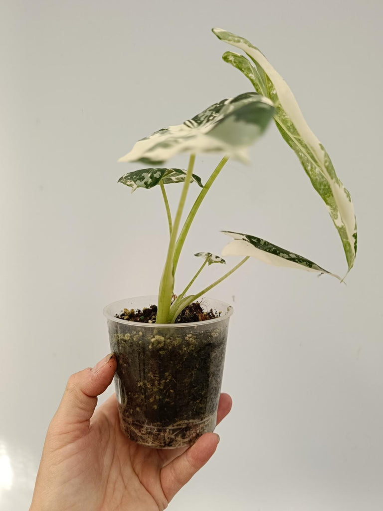 Alocasia micholitziana frydek variegata