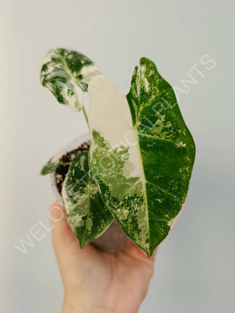 Alocasia micholitziana frydek variegata