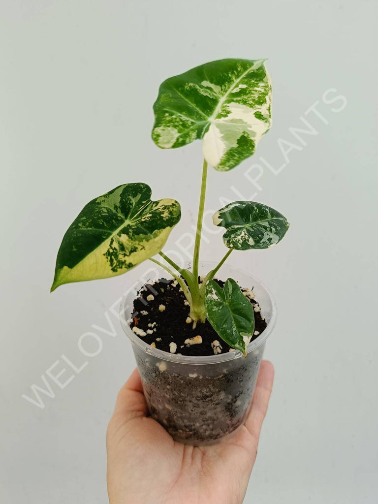 Alocasia micholitziana frydek variegata