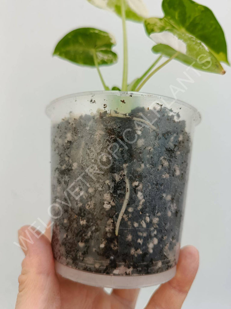 Alocasia micholitziana frydek variegata