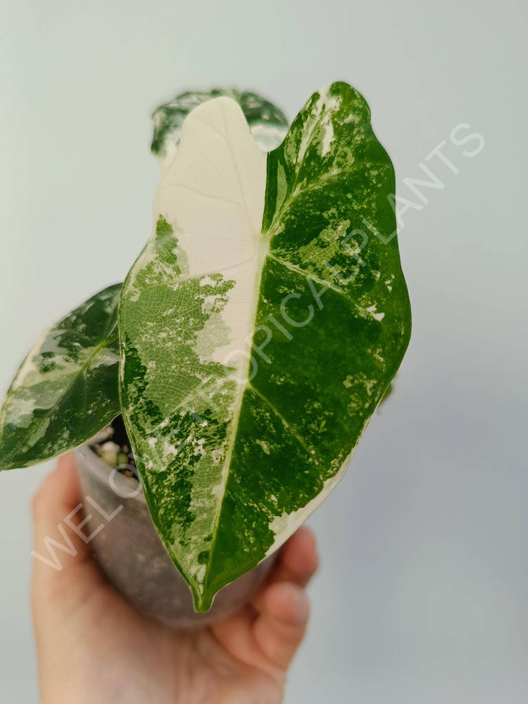 Alocasia micholitziana frydek variegata