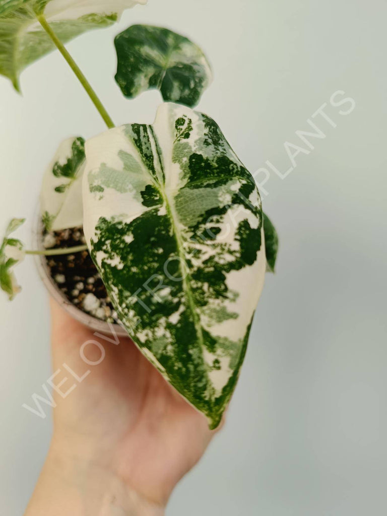 Alocasia micholitziana frydek variegata