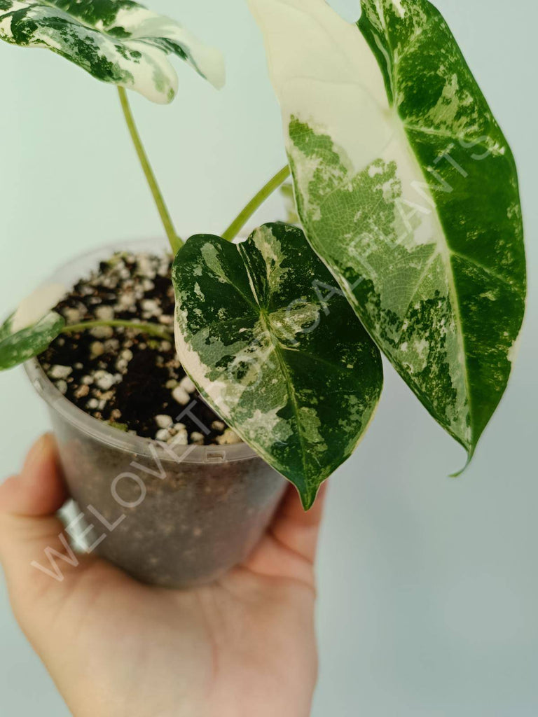 Alocasia micholitziana frydek variegata