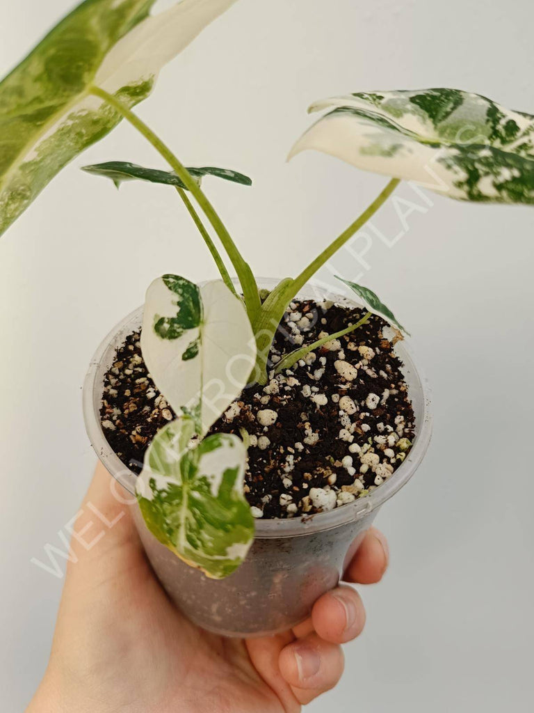 Alocasia micholitziana frydek variegata