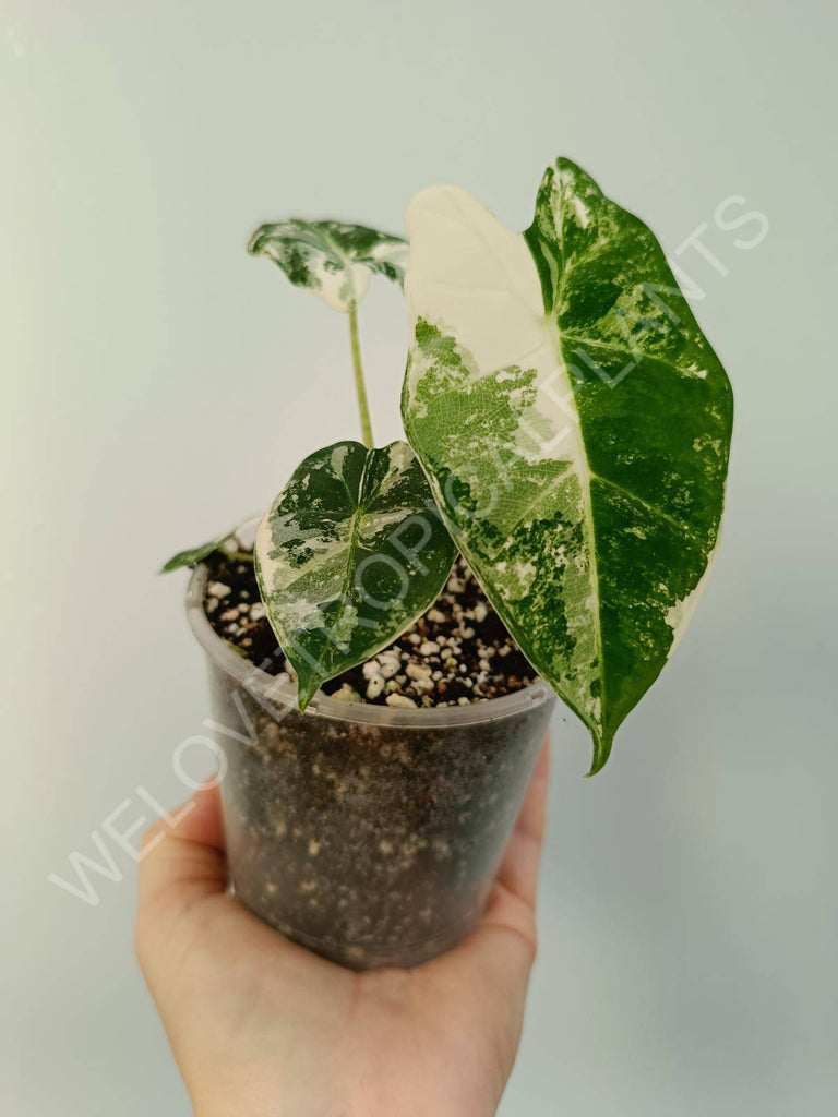 Alocasia micholitziana frydek variegata