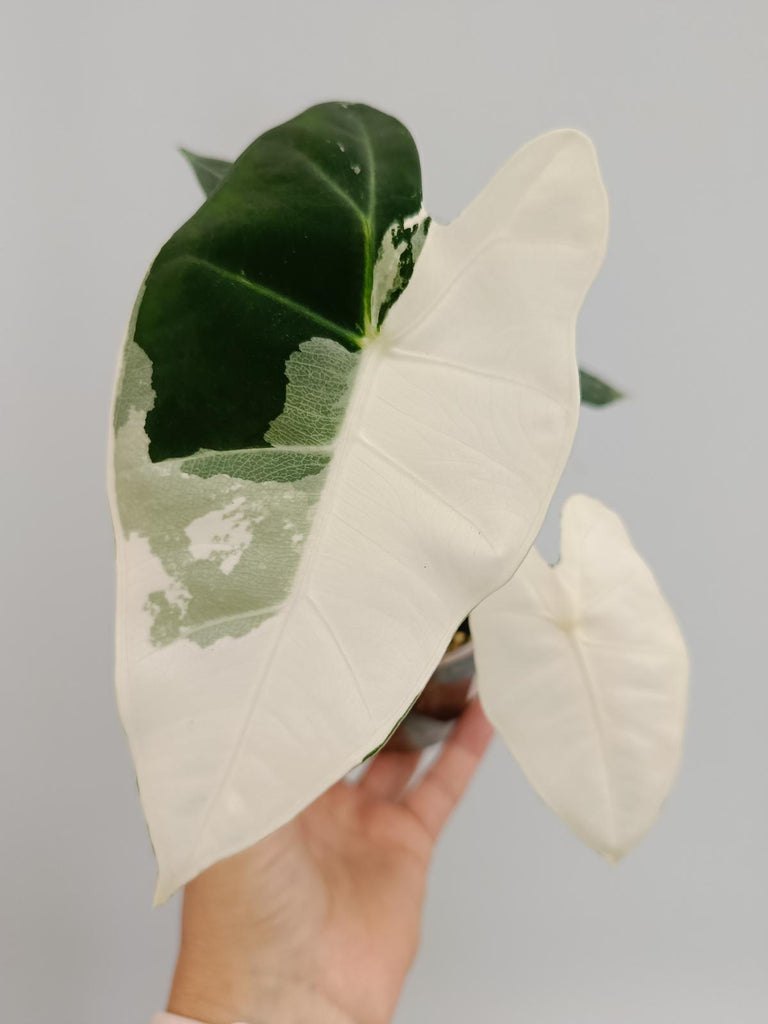 Alocasia micholitziana frydek variegata