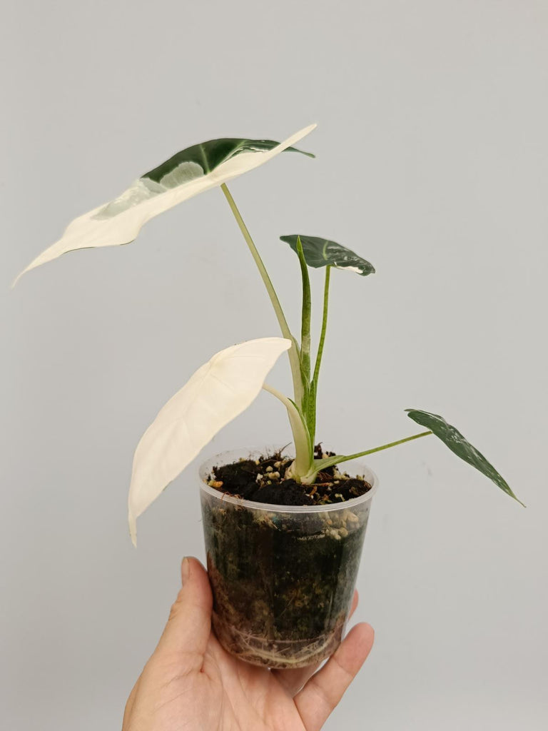 Alocasia micholitziana frydek variegata