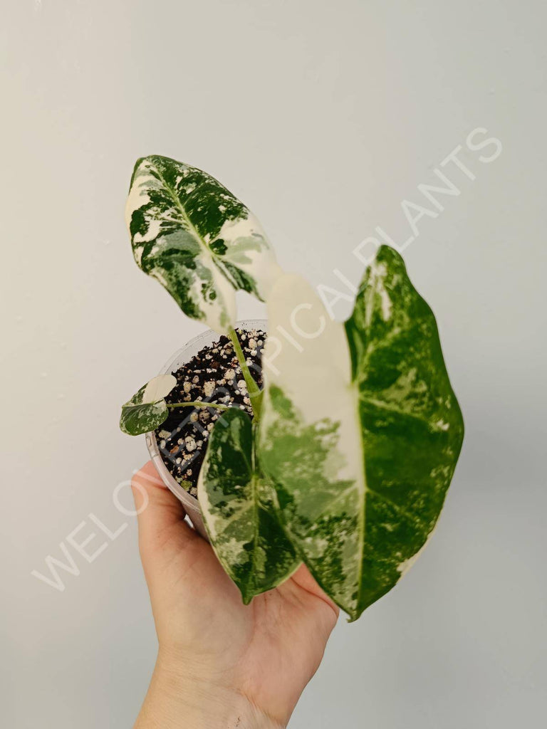 Alocasia micholitziana frydek variegata